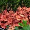 Peach Heuchera Coral Bells Starter Plant - Live Perennial, 5-7 Inch Tall - Image 1