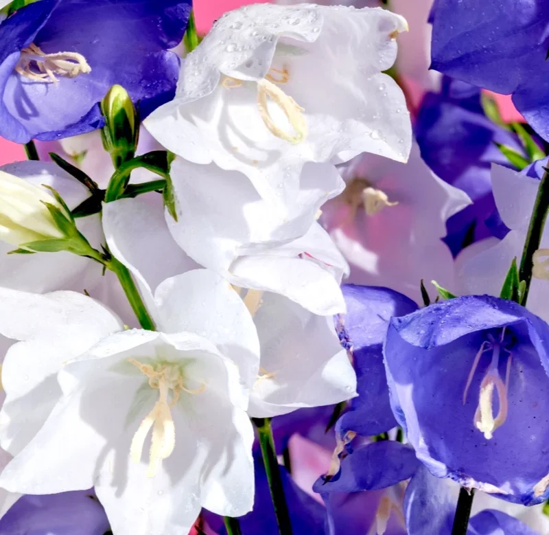 Peach Leaf Bellflower Seeds - 255 Blue & White Mix (Campanula persicifolia) Perennial Flower Seeds - Image 2