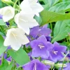 Peach Leaf Bellflower Seeds - 255 Blue & White Mix (Campanula persicifolia) Perennial Flower Seeds - Image 1