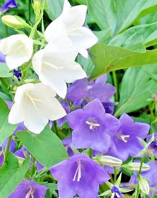 Peach Leaf Bellflower Seeds - 255 Blue & White Mix (Campanula persicifolia) Perennial Flower Seeds - Image 1