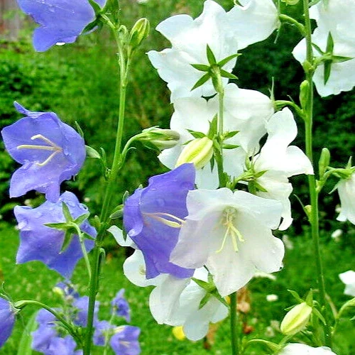 Peach Leaf Bellflower Seeds - Blue & White Mix - 250 Seeds - Perennial - Image 2