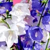 Peach Leaf Bellflower Seeds - Blue & White Mix - 250 Seeds - Perennial - Image 1