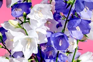 Peach Leaf Bellflower Seeds - Blue & White Mix - 250 Seeds - Perennial - Image 1