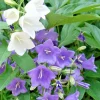 Peach Leaf Bellflower Seeds - Blue & White Mix, 265 Seeds, Perennial, Outdoor - Image 1