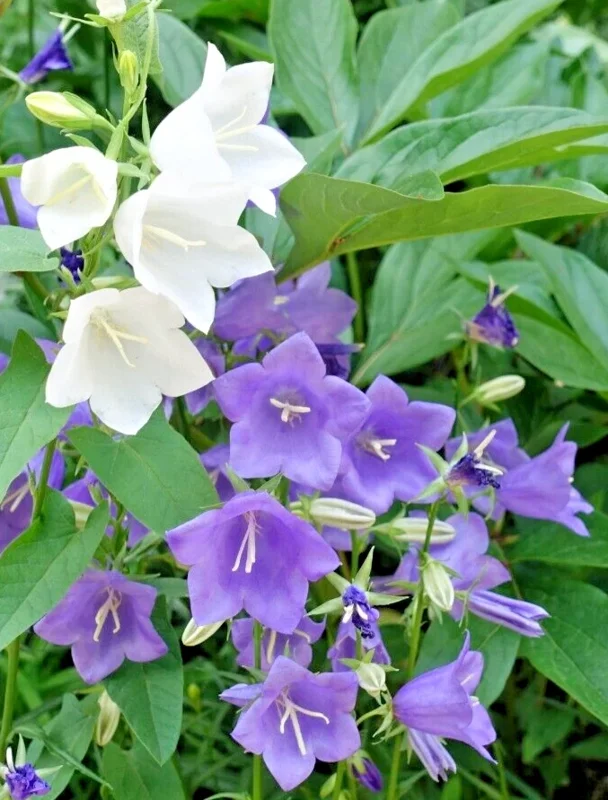 Peach Leaf Bellflower Seeds - Blue & White Mix, 265 Seeds, Perennial, Outdoor - Image 1