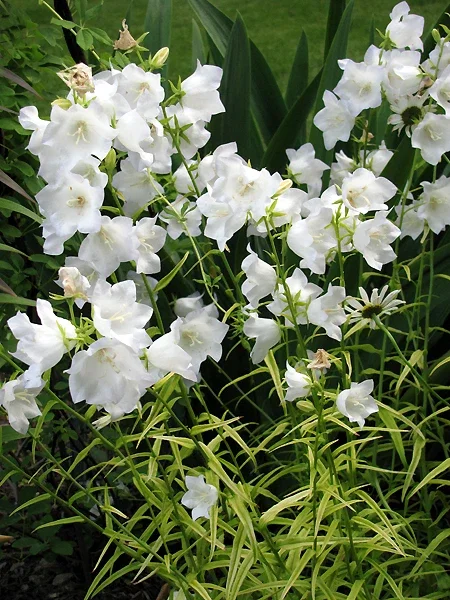 Peach Leaf Bellflower Seeds - Blue & White Mix, 265 Seeds, Perennial, Outdoor - Image 2