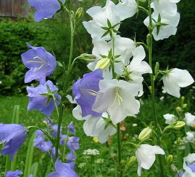 Peach Leaf Bellflower Seeds - Blue & White Mix, 500 Seeds, Perennial Outdoor - Image 2