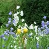 Peach Leaf Bellflower Seeds - Blue & White Mix, 500 Seeds, Perennial Outdoor - Image 1