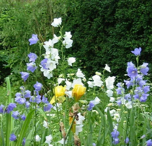 Peach Leaf Bellflower Seeds - Blue & White Mix, 500 Seeds, Perennial Outdoor - Image 1