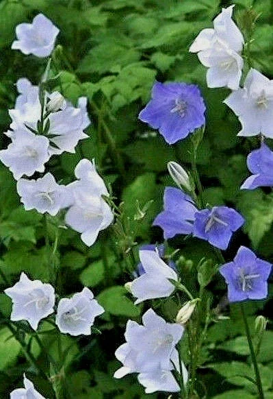 Peach Leaf Bellflower Seeds Blue & White Mix - Campanula Persicifolia - 3000 Perennial Flower Seeds, Outdoor - Image 2