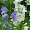 Peach Leaf Bellflower Seeds Blue & White Mix - Campanula Persicifolia - 3000 Perennial Flower Seeds, Outdoor - Image 1