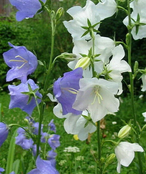Peach Leaf Bellflower Seeds Blue & White Mix - Campanula Persicifolia - 3000 Perennial Flower Seeds, Outdoor - Image 1