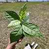 Peanut Butter Tree Live Plant - Bunchosia argentea - 4 Inch Pot - Image 1