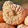 Peanut Pumpkin Galeux D'Eysines French Winter Squash Seeds - 15 Seed Pack - Image 1