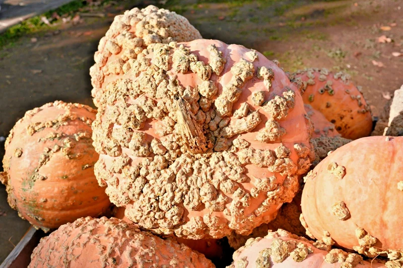 Peanut Pumpkin Galeux D'Eysines French Winter Squash Seeds - 15 Seed Pack - Image 1