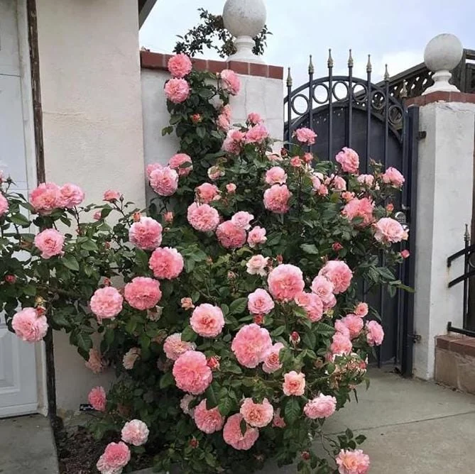 Pearly Gates Peachy Climbing Rose Live Plant - 4-7 Inch Tall Bush Pearly Gates Peachy Climbing Rose Live Plant - 4-7 Inch Tall Bush - Image 2