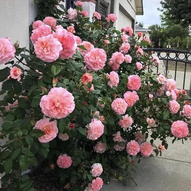Pearly Gates Peachy Climbing Rose Live Plant - 4-7 Inch Tall Bush Pearly Gates Peachy Climbing Rose Live Plant - 4-7 Inch Tall Bush - Image 3