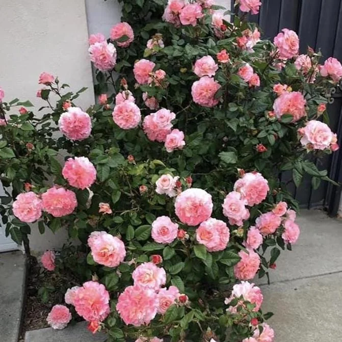 Pearly Gates Peachy Climbing Rose Live Plant - 4-7 Inch Tall Bush Pearly Gates Peachy Climbing Rose Live Plant - 4-7 Inch Tall Bush - Image 4