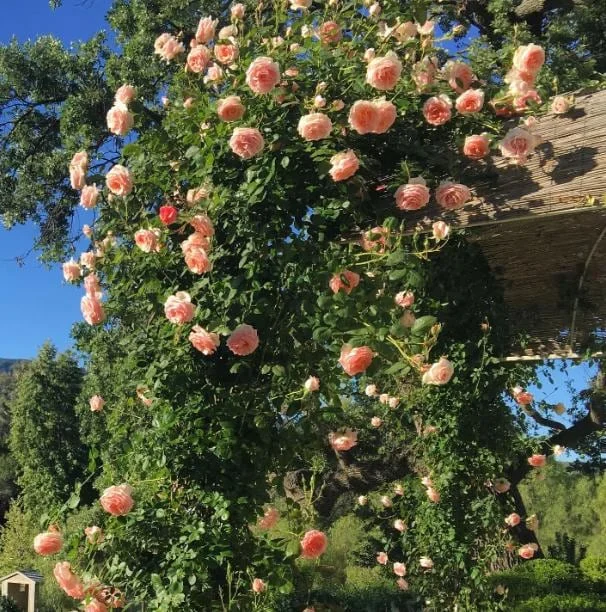 Pearly Gates Peachy Climbing Rose Live Plant - 4-7 Inch Tall Bush Pearly Gates Peachy Climbing Rose Live Plant - 4-7 Inch Tall Bush - Image 5
