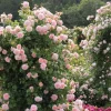 Pearly Gates Peachy Climbing Rose Live Plant - 4-7 Inch Tall Bush - Image 1