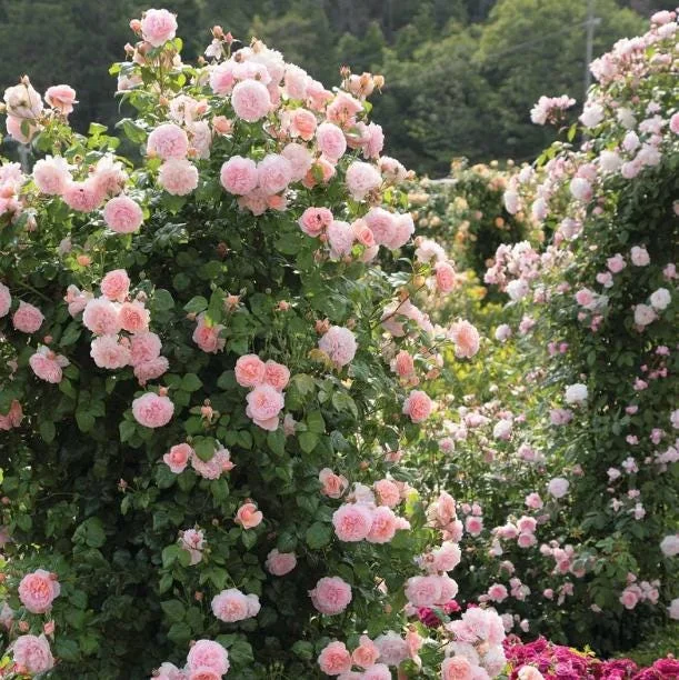 Pearly Gates Peachy Climbing Rose Live Plant - 4-7 Inch Tall Bush Pearly Gates Peachy Climbing Rose Live Plant - 4-7 Inch Tall Bush - Image 1