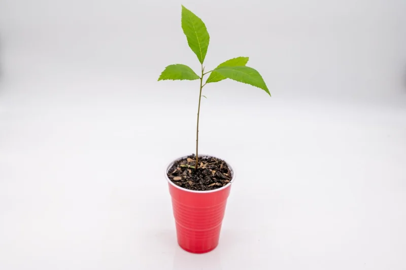 Pecan Tree Seedlings Live Plants - Set of 2, 8+ Inches Tall, Bare Root, Outdoor Pecan Tree Seedlings Live Plants - Set of 2, 8+ Inches Tall, Bare Root, Outdoor - Image 3