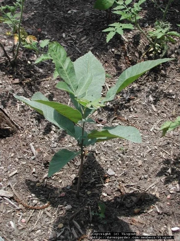 Pecan Tree Seedlings Live Plants - Set of 2, 8+ Inches Tall, Bare Root, Outdoor Pecan Tree Seedlings Live Plants - Set of 2, 8+ Inches Tall, Bare Root, Outdoor - Image 4