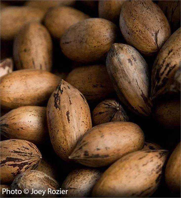 Pecan Tree Seedlings Live Plants - Set of 2, 8+ Inches Tall, Bare Root, Outdoor Pecan Tree Seedlings Live Plants - Set of 2, 8+ Inches Tall, Bare Root, Outdoor - Image 1