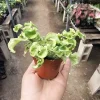 Pedilanthus Curly Devil's Backbone Variegated Live Plant 3in Pot Indoor - Image 1
