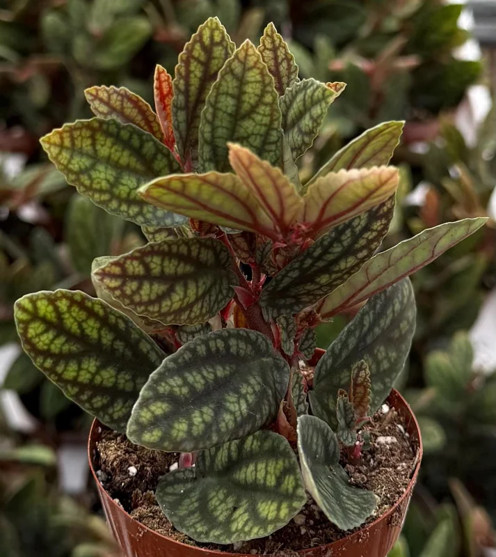 Pellionia Pulchra Rainbow Vine Live Plant - 2.5 Inch Pot - Tropical Houseplant Pellionia Pulchra Rainbow Vine Live Plant - 2.5 Inch Pot - Tropical Houseplant - Image 1