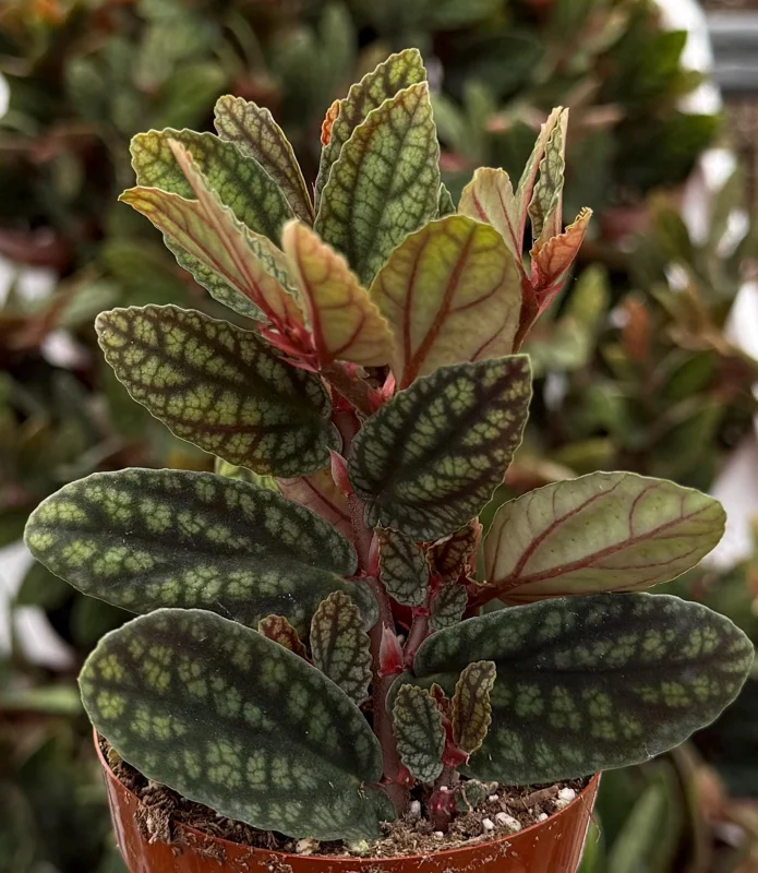 Pellionia Pulchra Rainbow Vine Live Plant - 2.5 Inch Pot - Tropical Houseplant Pellionia Pulchra Rainbow Vine Live Plant - 2.5 Inch Pot - Tropical Houseplant - Image 2