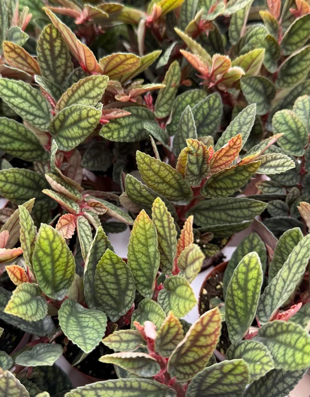 Pellionia Pulchra Rainbow Vine Live Plant - 2.5 Inch Pot - Tropical Houseplant Pellionia Pulchra Rainbow Vine Live Plant - 2.5 Inch Pot - Tropical Houseplant - Image 3