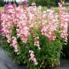 Penstemon Flock of Flamingo Live Plant - Pink Perennial for Pollinator Gardens - Set of 2 Plug Plants, 2-5 Inch Tall - Image 1