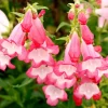 Penstemon Flock of Flamingo Live Plug Plant - Pink Perennial for Pollinator Gardens, 2-5 Inch Tall - Image 1