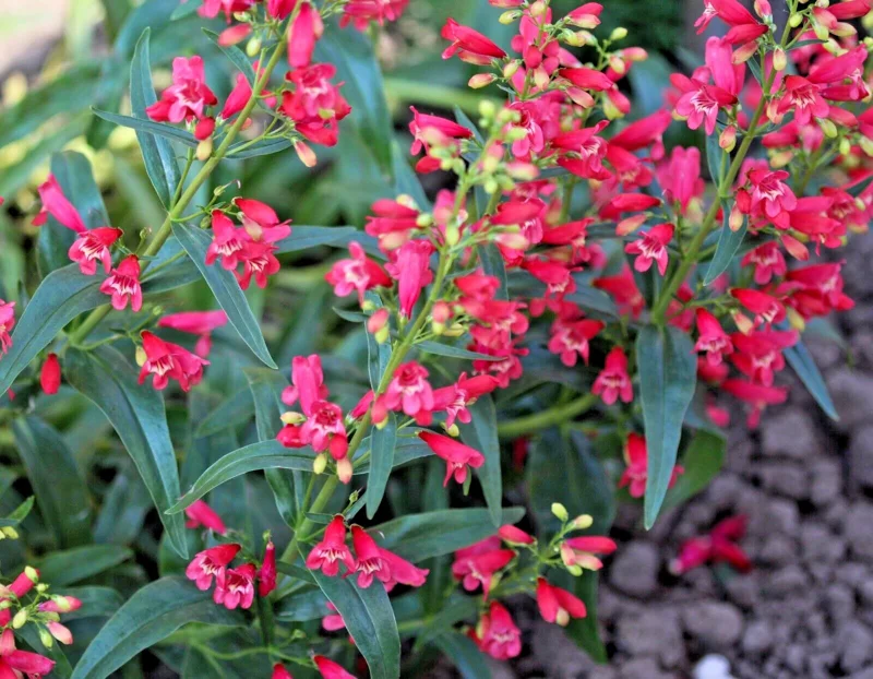 Penstemon Neon Scarlet Flower Seeds - 150 Count, Easy Grow Perennial, Red Blooms, Outdoor - Image 2