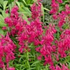 Penstemon Neon Scarlet Flower Seeds - 150 Count, Easy Grow Perennial, Red Blooms, Outdoor - Image 1