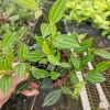 Peperomia Angulata Live Plant – Trailing Vine, Peperomia Plant, 4 Inch Pot, Indoor - Image 1