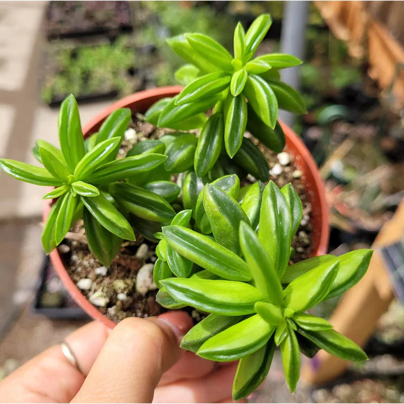 Peperomia Axillaris Succulent Live Plant 2 Inch – Indoor/Outdoor Decor Peperomia Axillaris Succulent Live Plant 2 Inch – Indoor/Outdoor Decor - Image 3