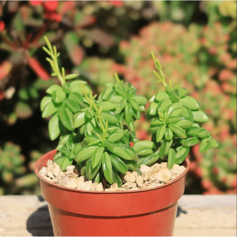 Peperomia Axillaris Succulent Live Plant 2 Inch – Indoor/Outdoor Decor Peperomia Axillaris Succulent Live Plant 2 Inch – Indoor/Outdoor Decor - Image 4