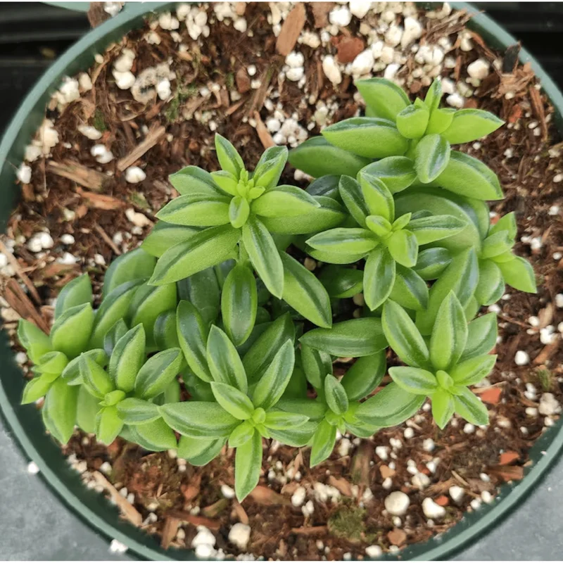 Peperomia Axillaris Succulent Live Plant 2 Inch – Indoor/Outdoor Decor Peperomia Axillaris Succulent Live Plant 2 Inch – Indoor/Outdoor Decor - Image 5