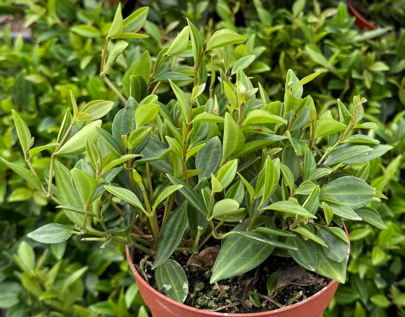 Peperomia Beetle Live Plant – Trailing Houseplant – 4 Inch Pot – Indoor Peperomia Beetle Live Plant – Trailing Houseplant – 4 Inch Pot – Indoor - Image 2