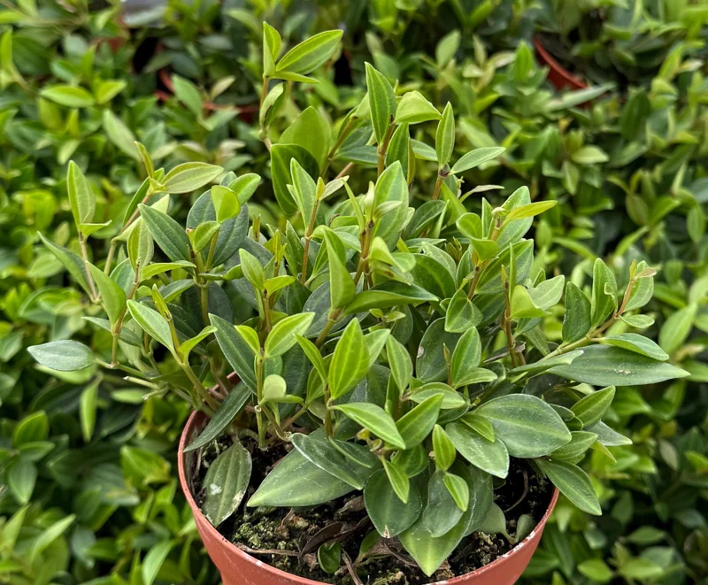 Peperomia Beetle Live Plant – Trailing Houseplant – 4 Inch Pot – Indoor Peperomia Beetle Live Plant – Trailing Houseplant – 4 Inch Pot – Indoor - Image 3