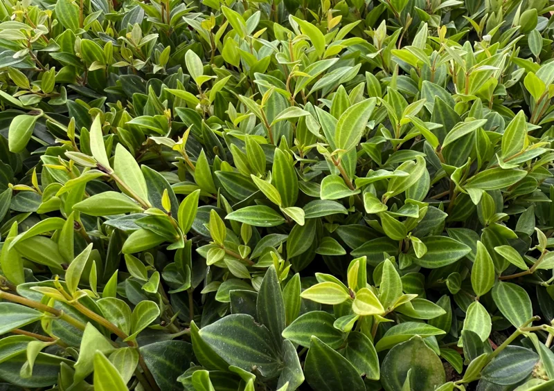 Peperomia Beetle Live Plant – Trailing Houseplant – 4 Inch Pot – Indoor Peperomia Beetle Live Plant – Trailing Houseplant – 4 Inch Pot – Indoor - Image 4