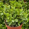 Peperomia Beetle Live Plant – Trailing Houseplant – 4 Inch Pot – Indoor - Image 1