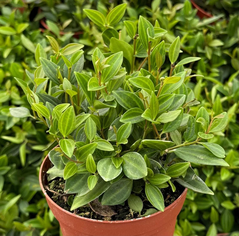 Peperomia Beetle Live Plant – Trailing Houseplant – 4 Inch Pot – Indoor Peperomia Beetle Live Plant – Trailing Houseplant – 4 Inch Pot – Indoor - Image 1