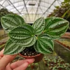 Peperomia 'Dragon Skin' Live Plant - 4 Inch Pot, Variegated Foliage - Image 1