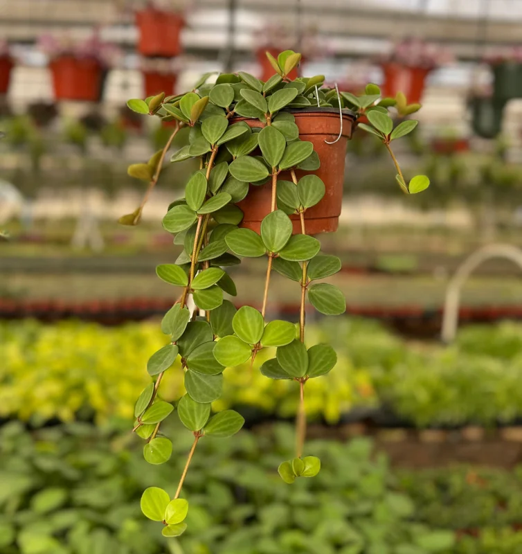 Peperomia Hope Live Plant – Trailing Succulent Houseplant – 4 or 6 Inch Pot Peperomia Hope Live Plant – Trailing Succulent Houseplant – 4 or 6 Inch Pot - Image 1