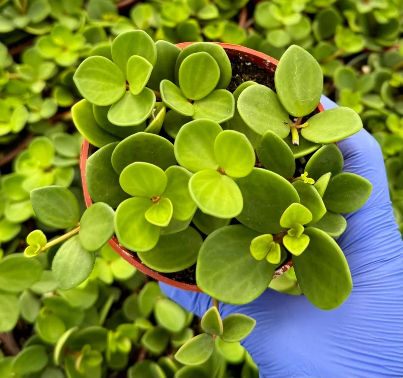 Peperomia Hope Live Plant – Trailing Succulent Houseplant – 4 or 6 Inch Pot Peperomia Hope Live Plant – Trailing Succulent Houseplant – 4 or 6 Inch Pot - Image 2