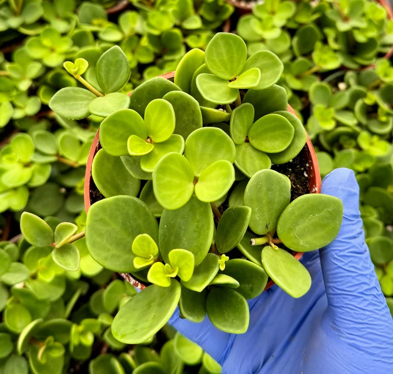 Peperomia Hope Live Plant – Trailing Succulent Houseplant in 4 or 6 Inch Pot Peperomia Hope Live Plant – Trailing Succulent Houseplant in 4 or 6 Inch Pot - Image 3