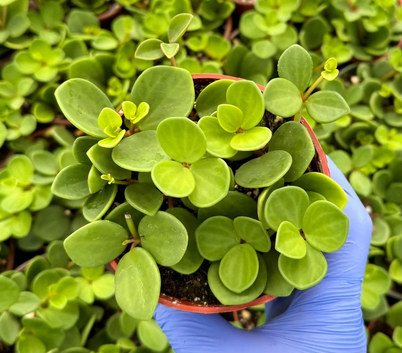 Peperomia Hope Live Plant – Trailing Succulent Houseplant in 4 or 6 Inch Pot Peperomia Hope Live Plant – Trailing Succulent Houseplant in 4 or 6 Inch Pot - Image 4